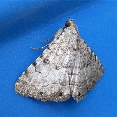 Unidentified Moth (Lepidoptera) at Gibson Desert North, WA - 29 Aug 2024 by Paul4K