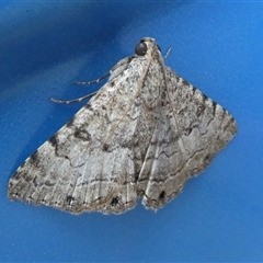 Diatenes aglossoides at Gibson Desert North, WA - 29 Aug 2024 11:52 AM