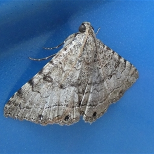 Diatenes aglossoides at Gibson Desert North, WA - 29 Aug 2024 11:52 AM