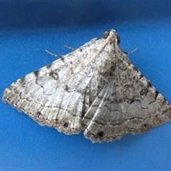Diatenes aglossoides at Gibson Desert North, WA - 29 Aug 2024 11:52 AM