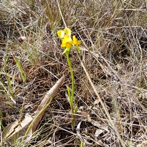 Diuris nigromontana at O'Connor, ACT - 6 Oct 2024