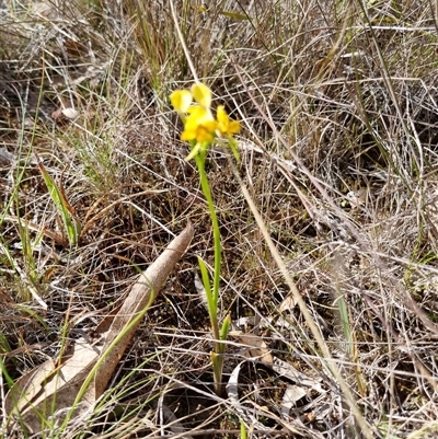 Diuris nigromontana (Black Mountain Leopard Orchid) at O'Connor, ACT - 5 Oct 2024 by jpittock