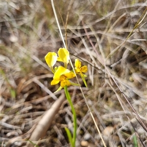 Diuris nigromontana at O'Connor, ACT - 6 Oct 2024