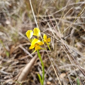 Diuris nigromontana at O'Connor, ACT - suppressed
