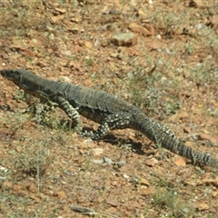 Varanus gouldii (Sand Goanna) at Mount Hope, NSW - 21 Sep 2024 by Christine