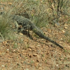 Varanus gouldii at Mount Hope, NSW - 21 Sep 2024 10:50 AM