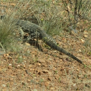 Varanus gouldii at Mount Hope, NSW - 21 Sep 2024 10:50 AM