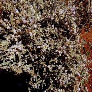 Unidentified Other Shrub at Gibson Desert North, WA by Paul4K