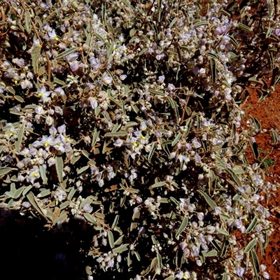 Unidentified Other Shrub at Gibson Desert North, WA - 29 Aug 2024 by Paul4K