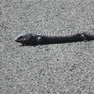 Tiliqua rugosa at Mount Hope, NSW - 21 Sep 2024 11:02 AM