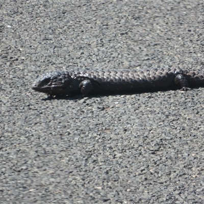 Tiliqua rugosa (Shingleback Lizard) at Mount Hope, NSW - 21 Sep 2024 by Christine