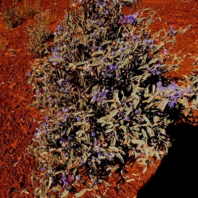 Solanum sturtianum at Gibson Desert North, WA - 29 Aug 2024 by Paul4K