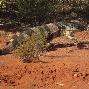 Varanus varius at Euabalong, NSW by Christine