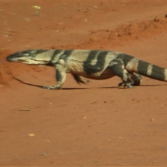 Varanus varius at Euabalong, NSW - 21 Sep 2024