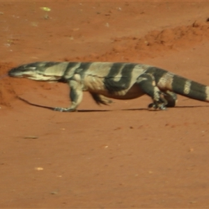 Varanus varius at Euabalong, NSW - suppressed