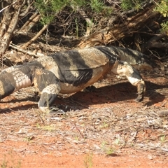 Varanus varius at Euabalong, NSW - suppressed