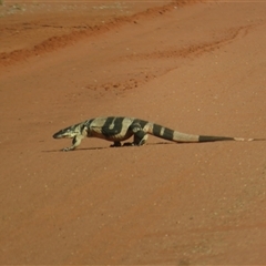 Varanus varius at Euabalong, NSW - 21 Sep 2024