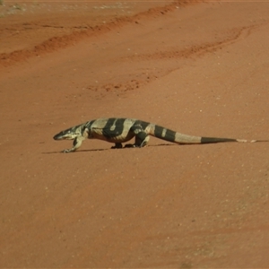 Varanus varius at Euabalong, NSW - suppressed