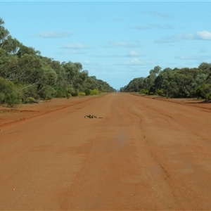 Varanus varius at Euabalong, NSW - suppressed