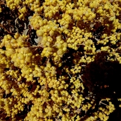 Unverified Other Shrub at Gibson Desert North, WA - 29 Aug 2024 by Paul4K