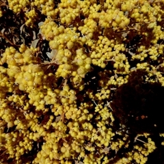 Unidentified Other Shrub at Gibson Desert North, WA - 29 Aug 2024 by Paul4K