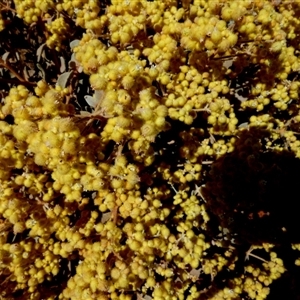 Unidentified Other Shrub at Gibson Desert North, WA by Paul4K