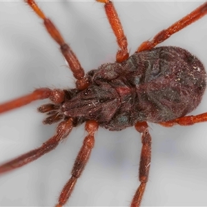 Erythraeidae (family) at Jerrabomberra, NSW - 2 Oct 2024