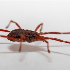 Erythraeidae (family) at Jerrabomberra, NSW - suppressed