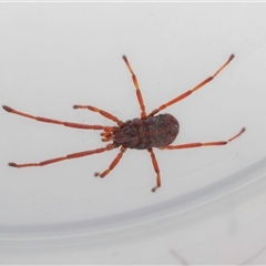 Erythraeidae (family) at Jerrabomberra, NSW - suppressed