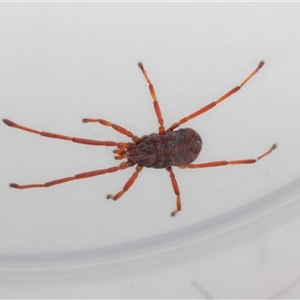 Erythraeidae (family) at Jerrabomberra, NSW - suppressed