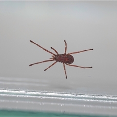 Erythraeidae (family) at Jerrabomberra, NSW - suppressed