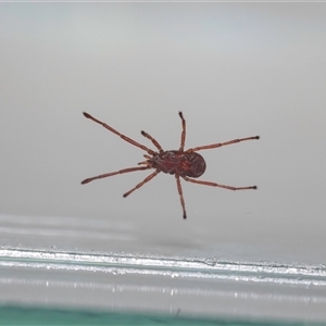 Erythraeidae (family) at Jerrabomberra, NSW - 2 Oct 2024