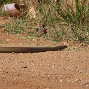 Pseudonaja textilis at Lake Cargelligo, NSW by Christine