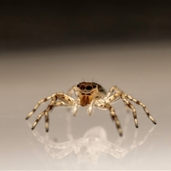 Helpis minitabunda (Threatening jumping spider) at Jerrabomberra, NSW - 26 Sep 2024 by MarkT