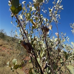 Unidentified at suppressed - 29 Aug 2024