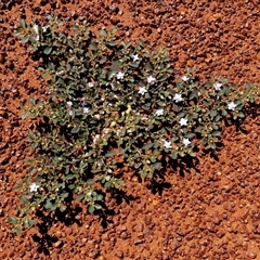 Unidentified Plant at Gibson Desert North, WA - 29 Aug 2024 by Paul4K