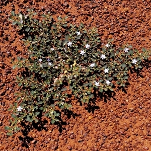 Unidentified Plant at Gibson Desert North, WA by Paul4K