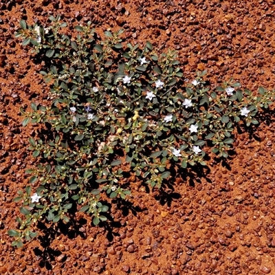 Unidentified Plant at Gibson Desert North, WA - 29 Aug 2024 by Paul4K