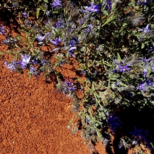 Trichodesma zeylanicum at Gibson Desert North, WA by Paul4K