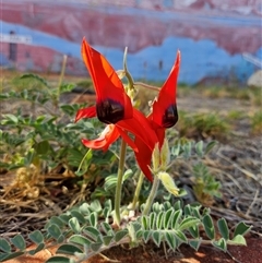 Swainsona formosa (Sturt's Desert Pea) at Ross, NT - 6 Oct 2024 by atticus