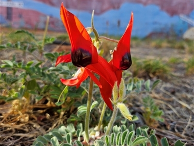 Swainsona formosa (Sturt's Desert Pea) at Ross, NT - 5 Oct 2024 by atticus