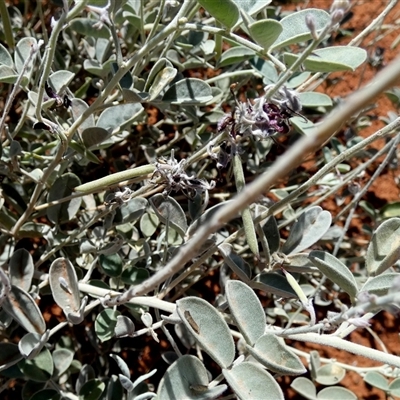 Unverified Pea at Gibson Desert North, WA - 29 Aug 2024 by Paul4K