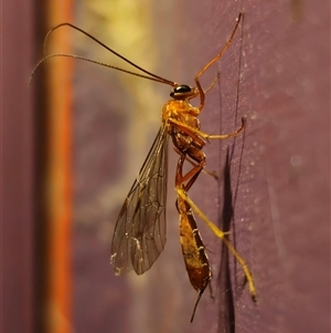 Netelia sp. (genus) at Captains Flat, NSW - suppressed