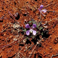 Unidentified Other Wildflower or Herb at Gibson Desert North, WA - 29 Aug 2024 by Paul4K