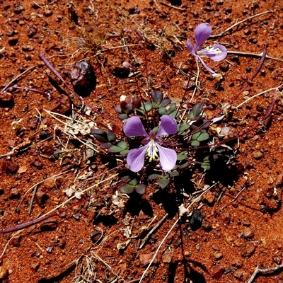 Unidentified Other Wildflower or Herb at Gibson Desert North, WA - 29 Aug 2024 by Paul4K