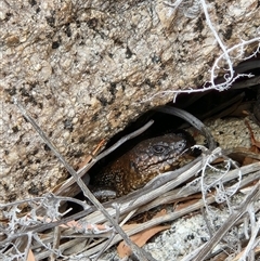 Egernia cunninghami (Cunningham's Skink) at Kambah, ACT - 5 Oct 2024 by NathanaelC