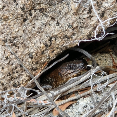 Egernia cunninghami (Cunningham's Skink) at Kambah, ACT - 5 Oct 2024 by NathanaelC