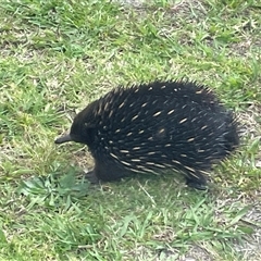 Tachyglossus aculeatus (Short-beaked Echidna) at Mogo, NSW - 5 Oct 2024 by Clarel