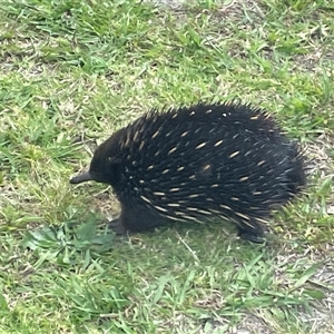 Tachyglossus aculeatus at Mogo, NSW - 5 Oct 2024 10:49 AM