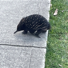 Tachyglossus aculeatus at Mogo, NSW - 5 Oct 2024 10:49 AM